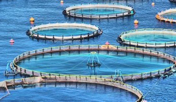 جهاز حماية وتنمية البحيرات يواصل أعمال الصيد لهذا العام