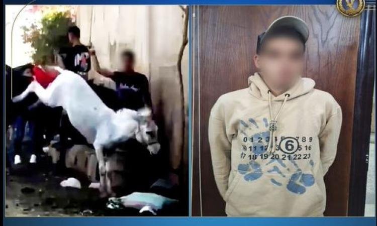 كشف ملابسات فيديو لتعدي شخص على دابة بالجيزة وتشاجر سيدة أجنبية معه