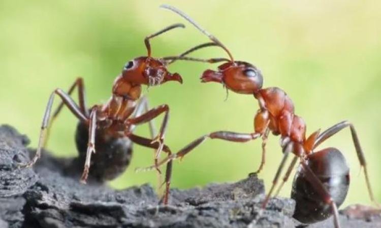 اكتشاف نوع من النمل عاش قبل 113 مليون سنة